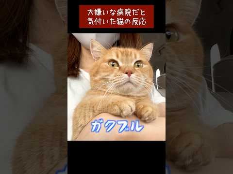 動物病院だと気付いた途端ブルブル震える猫