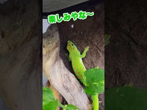 脱走は生き甲斐 #ヒルヤモリ