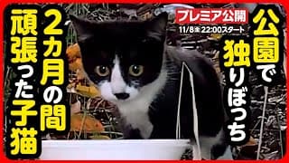 【子猫 保護】不安と恐怖...2ヶ月間過酷なお外で頑張ってきた子猫を保護しました