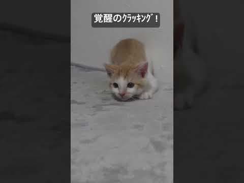 電池切れ子猫の覚醒クラッキング！ #cat  #猫  #ねこ  #保護猫 #cute #猫のいる暮らし #子猫 #shorts  #こねこ
