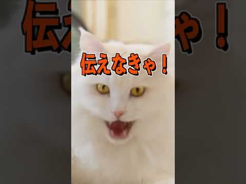 猫のえっほ！えっほ！　#ねこ #ねこのいる生活 #猫 #猫の黒ちゃんねる　#shorts