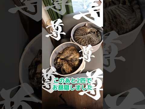 ちーぱんが天才と言われる所以 #保護猫 #キジトラ