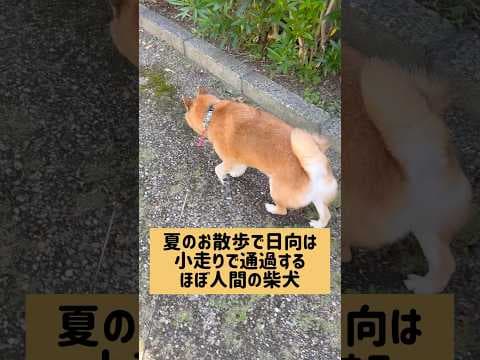 チャックどこ？#柴犬 #柴犬ロック