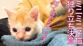 ミニ保護子猫兄妹、巣立ち前の別れを悟った夜　The too-little-kitty made up his mind