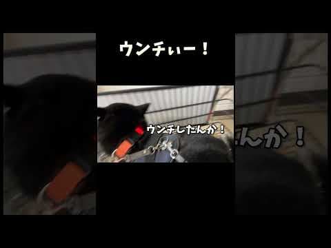 ウンチ漏らしちまった柴犬