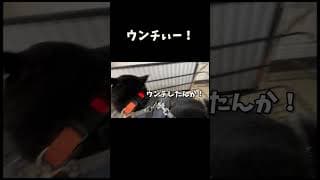 ウンチ漏らしちまった柴犬