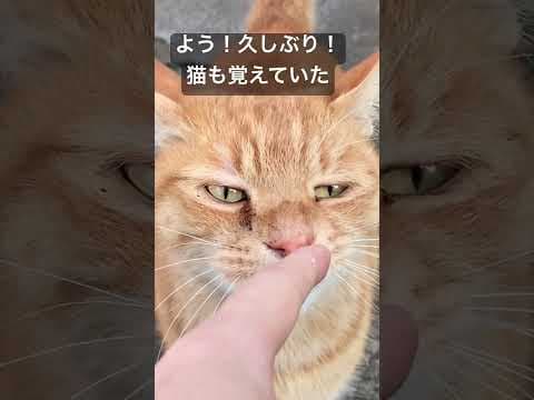 懐いてた野良猫と8ヶ月ぶりに遭遇した結果… #cat  #猫  #ねこ  #野良猫  #cute  #猫のいる暮らし #shorts