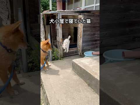 猫のシロが犬小屋から出てきました。