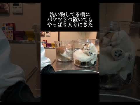 洗い物してる横に２つバケツ置いたらやっぱり入りに来た #猫 #ネコ #ねこ #子猫 #猫は液体