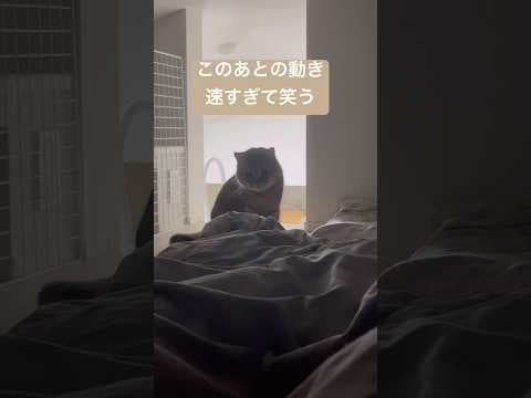 「丸顔。とんでもない反射神経を見せる。」　#shorts