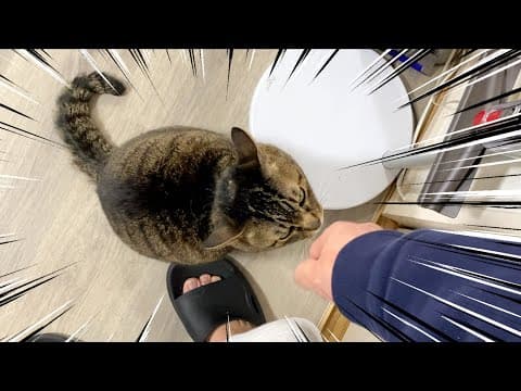 しつけのプロが教える猫との主従関係を築くトレーニング