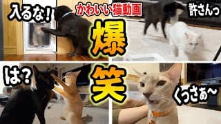 【爆笑】おもしろ猫動画100連発！　〈総集編〉