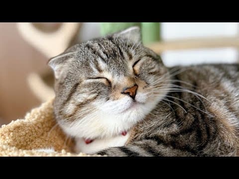 週末の夜は猫雑談！新機材で高画質なりっちゃんたちをお届けしたい！🐱✨ Part1