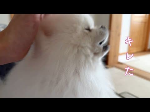 二人きりの時間を邪魔されキレてしまったポメラニアン