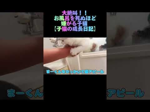 大絶叫！！お風呂を死ぬほど嫌がる子猫 【Kitten screaming and yelling in the bath】【子猫の成長日記】 #出産 #子猫 #kitten