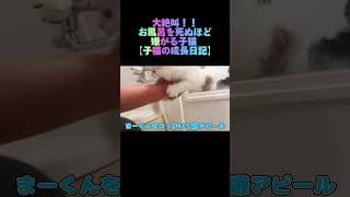 大絶叫！！お風呂を死ぬほど嫌がる子猫 【Kitten screaming and yelling in the bath】【子猫の成長日記】 #出産 #子猫 #kitten