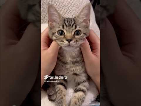スコティッシュの子猫をお迎えした日!! #shorts #猫 #cat