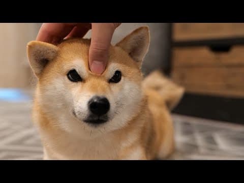 ご主人様のハンドテクニックにアヘってしまう柴犬