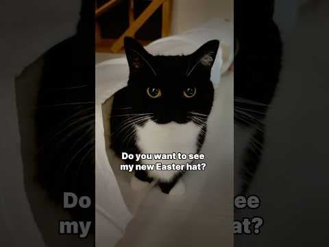 Do you like it?  #catsofyoutube #cutecat #cat