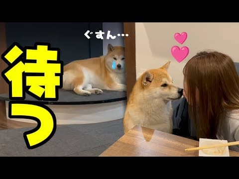 出張中のパパの帰りを待つ柴犬と娘の温度差がひど過ぎた…遂に感動の再会へ