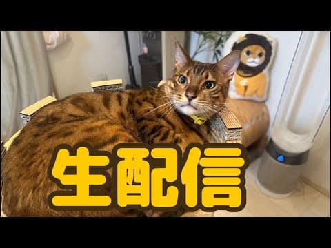 【生配信5/29】梅雨に入ってきてぐずつく天気の日は猫でも見て過ごしませんか？生配信
