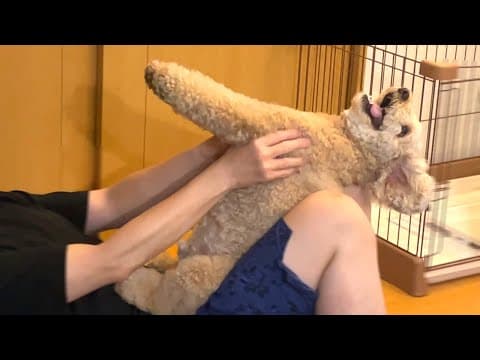 パパの遊び方で大ウケする大きいトイプードル【デカプー】【トイプードルのロアくん】【toy poodle】