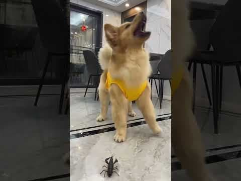 Golden Retriever Lion Dance🤣 #shorts #dogsofyoutube