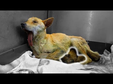 【生か死か】瀕死の犬が出産！？最悪 母子ともに危険な状態でこのままだと間違いなく死んでしまう...過去１究極の選択に苦渋の決断を下す...【保護犬】#愛護センター