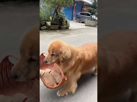 Golden Retriever Show off Her Puppies #shorts #dogs