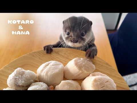 カワウソに巨大ジャンボホタテをあげたらこうなった　Otter Makes Jumbo Scallops Disappear!