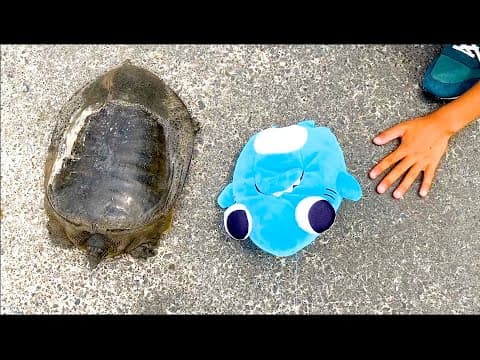 【スッポン現る】畑の生き物を見に行ったサメニンジャー！