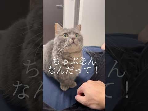 大事なことを伝えに行く猫が愛おしすぎた...#shorts #猫 #マンチカン