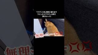 本編はぜひロング動画で♪#柴犬ロック #柴犬ボブ #柴犬