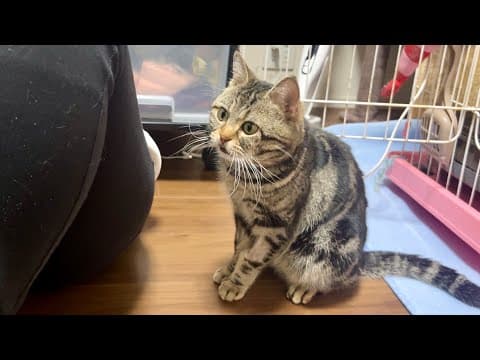 妹に全くかまってもらえない不機嫌な猫がこうなりました…