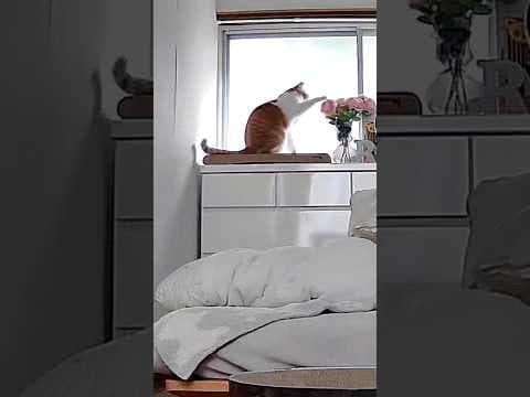 爆速で花をドリブルする猫 #元野良猫チャチャ #ネコ #ねこ #猫 #猫武将