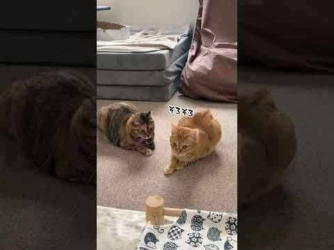 チャイさんの暮らし99。 #保護猫