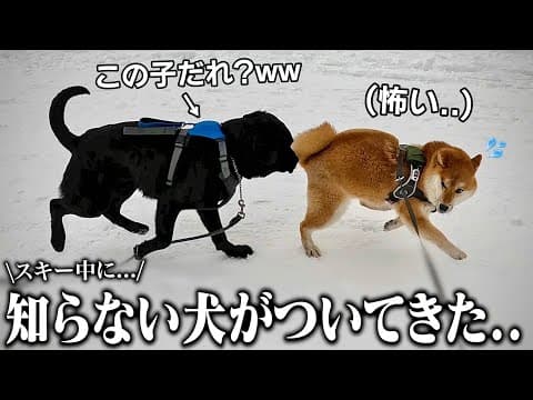 【衝撃】初めてのスキー中に知らない大型犬に乱入されてガチ焦りする柴犬こまちゃん。「どこから来たの？」【和風総分家】