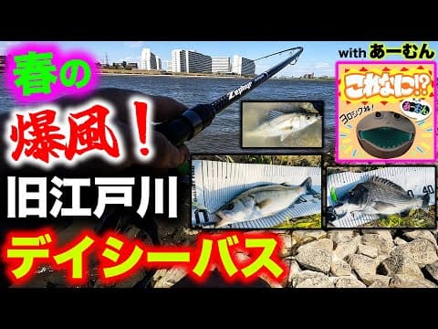 春の爆風！旧江戸川デイシーバス！ - ハクとアミが混在する激濁り激渋デイゲーム 2025 - 東京湾奥シーバス
