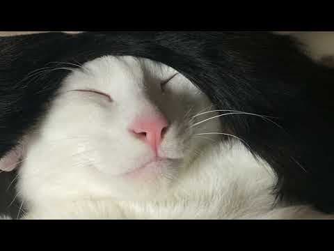 【猫動画】笑顔が最高！SP〜にゃんともパレード〜#猫動画#猫#432