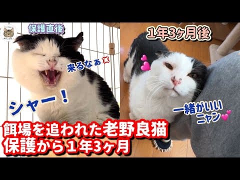 【緊急保護】老野良猫が激変！ママから離れなくなりました。。。