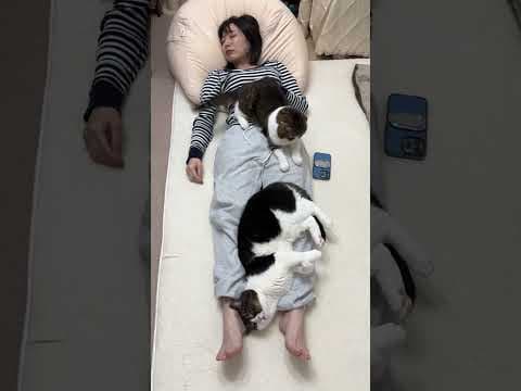 どういう状況！？w #shorts #cat  #猫のいる暮らし
