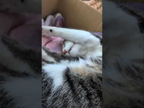 なかなか起きそうにない猫😺 - A cat is just not waking up - #shorts #cat