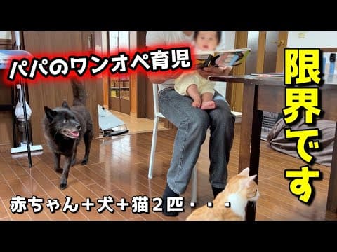 【限界】【ワンオペ育児】犬と猫と赤ちゃんをパパ一人で子守りした結果・・・