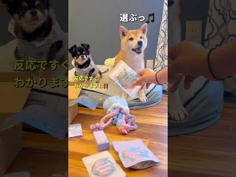 迷いなく一択😂#柴犬 #チワワ #shorts