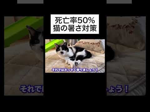 【死亡率50%】猫の暑さ対策を獣医師が解説
