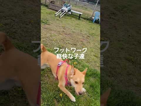フットワーク軽快な子たち