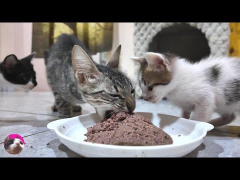 I fed the hungry kittens and their skinny mother cat, who only weighs 1.9 kg... God bless them!