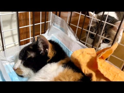 ひーちゃんのことについて