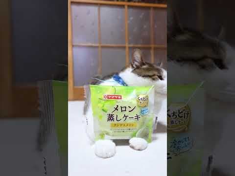 メロン蒸しケーキ　アンデスメロン　250613 #cat #ねこ #ネコ #cute #猫のいる暮らし　#のせ猫 #kitten #cutecat #kitty