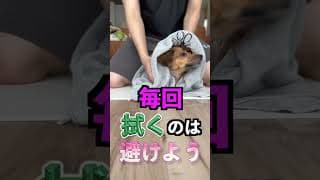 【したら最後】犬が泣くほど辛い嫌なこと4選